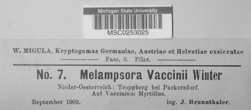 Melampsora vaccinii image