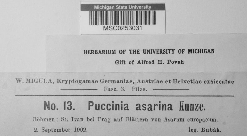 Puccinia asarina image