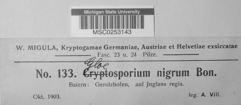 Cryptosporium nigrum image