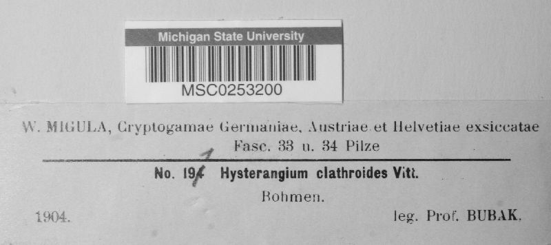 Hysterangium clathroides image