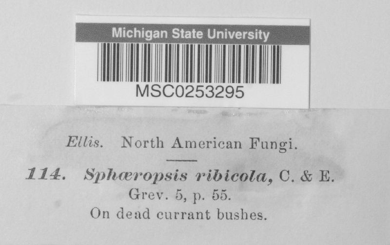 Sphaeropsis ribicola image