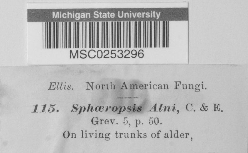 Sphaeropsis alni image