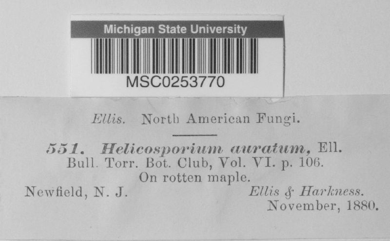 Helicosporium auratum image