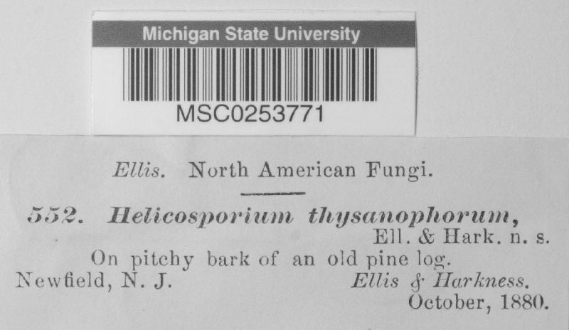 Helicosporium image
