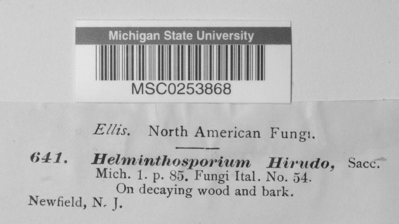 Helminthosporium hirudo image