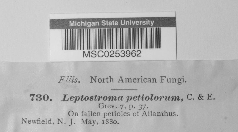 Leptostroma petiolorum image