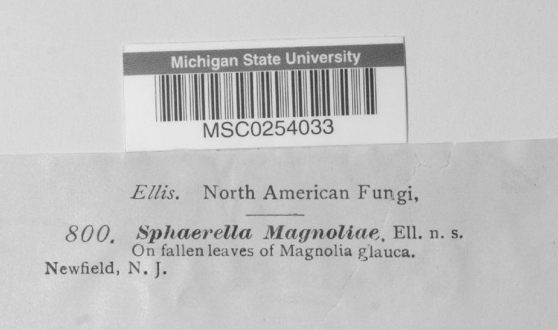 Sphaerella magnoliae image