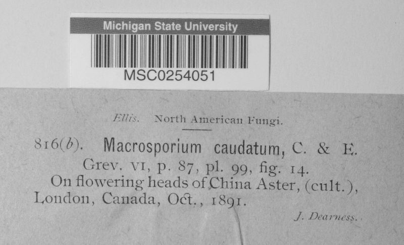 Macrosporium caudatum image