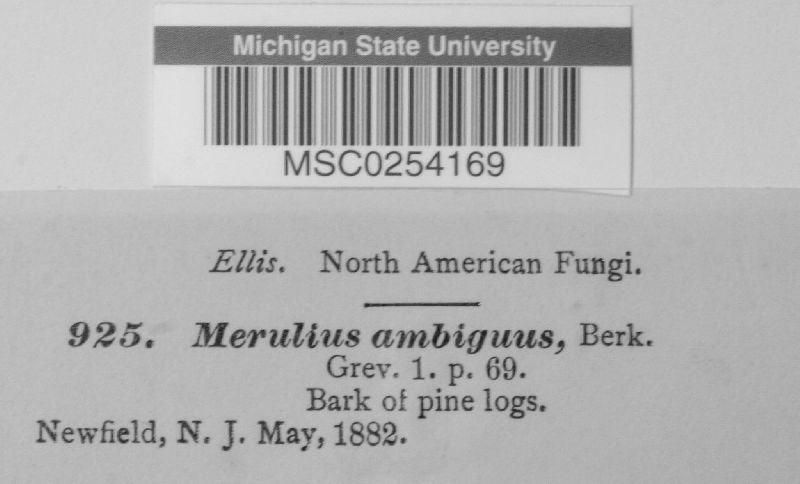 Merulius ambiguus image