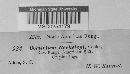Corticium berkeleyi image