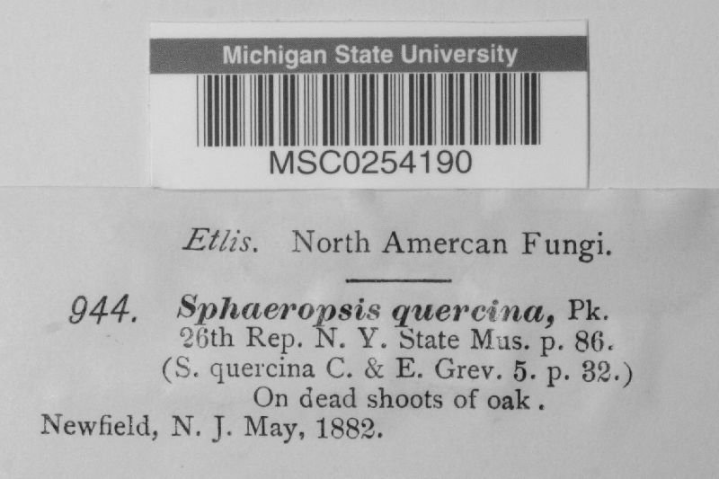 Sphaeropsis quercina image