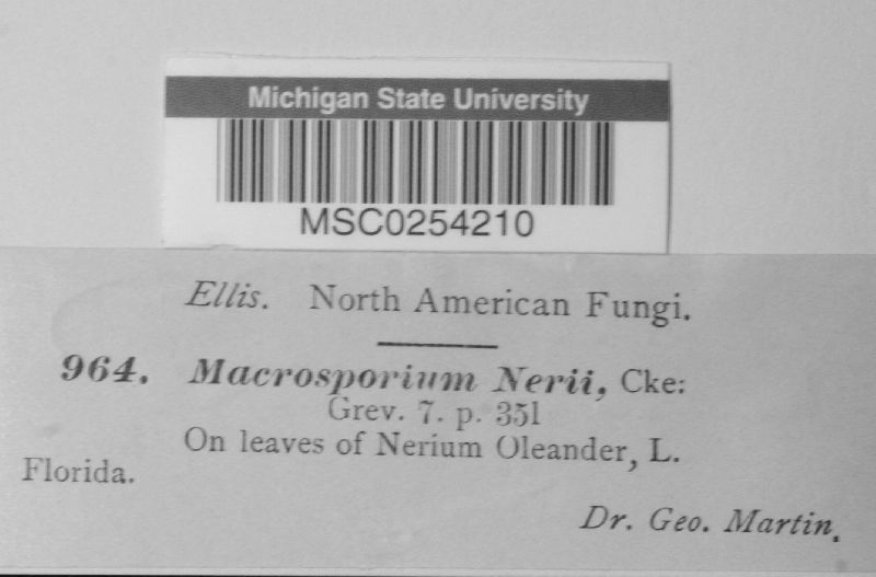 Macrosporium nerii image