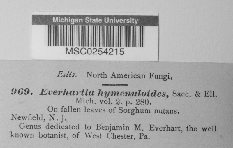 Everhartia hymenuloides image