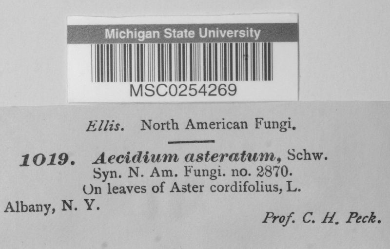Aecidium asterum image