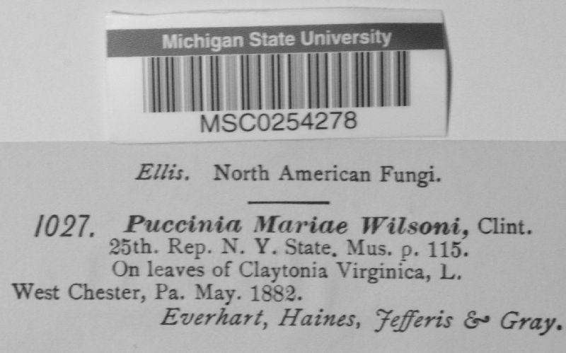 Puccinia mariae image