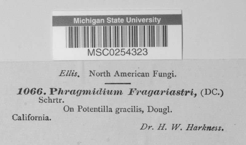 Phragmidium fragariae image