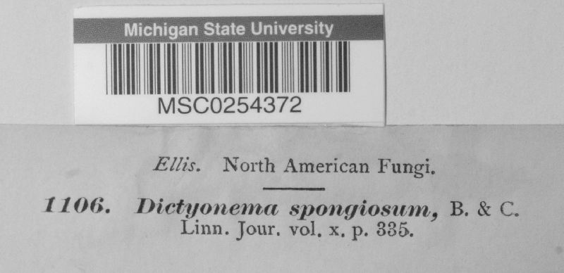 Dictyonema spongiosum image