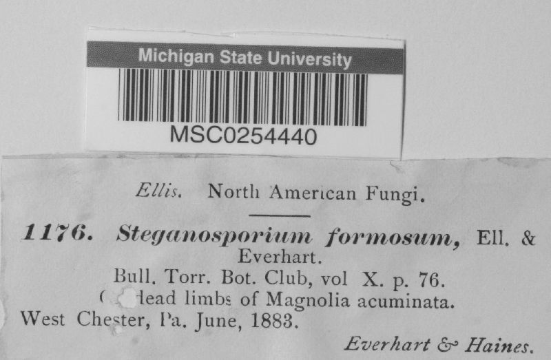 Stegonsporium formosum image