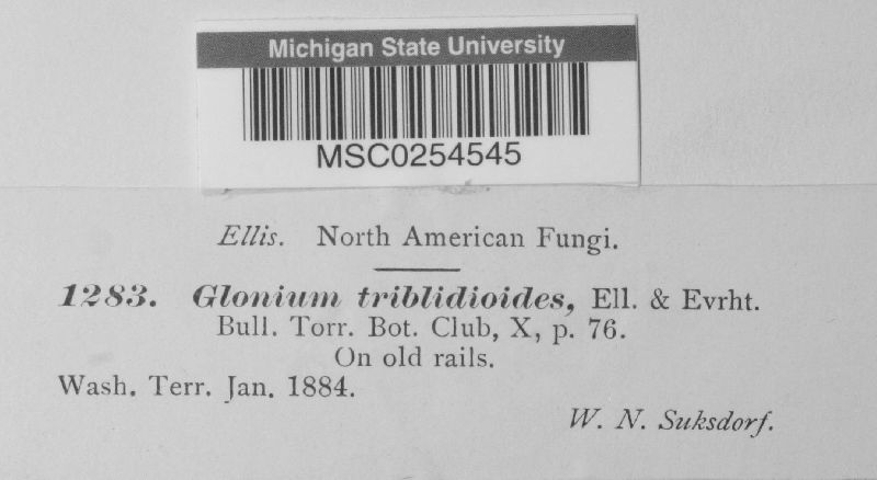 Glonium tryblidioides image