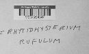 Rhytidhysteron rufulum image