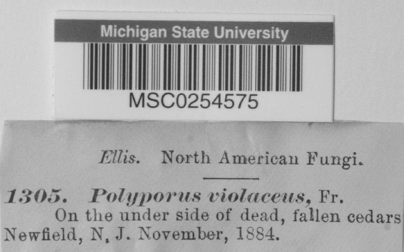 Polyporus violaceus image