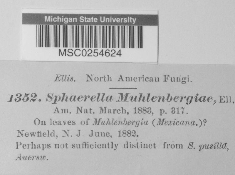 Sphaerella muhlenbergiae image