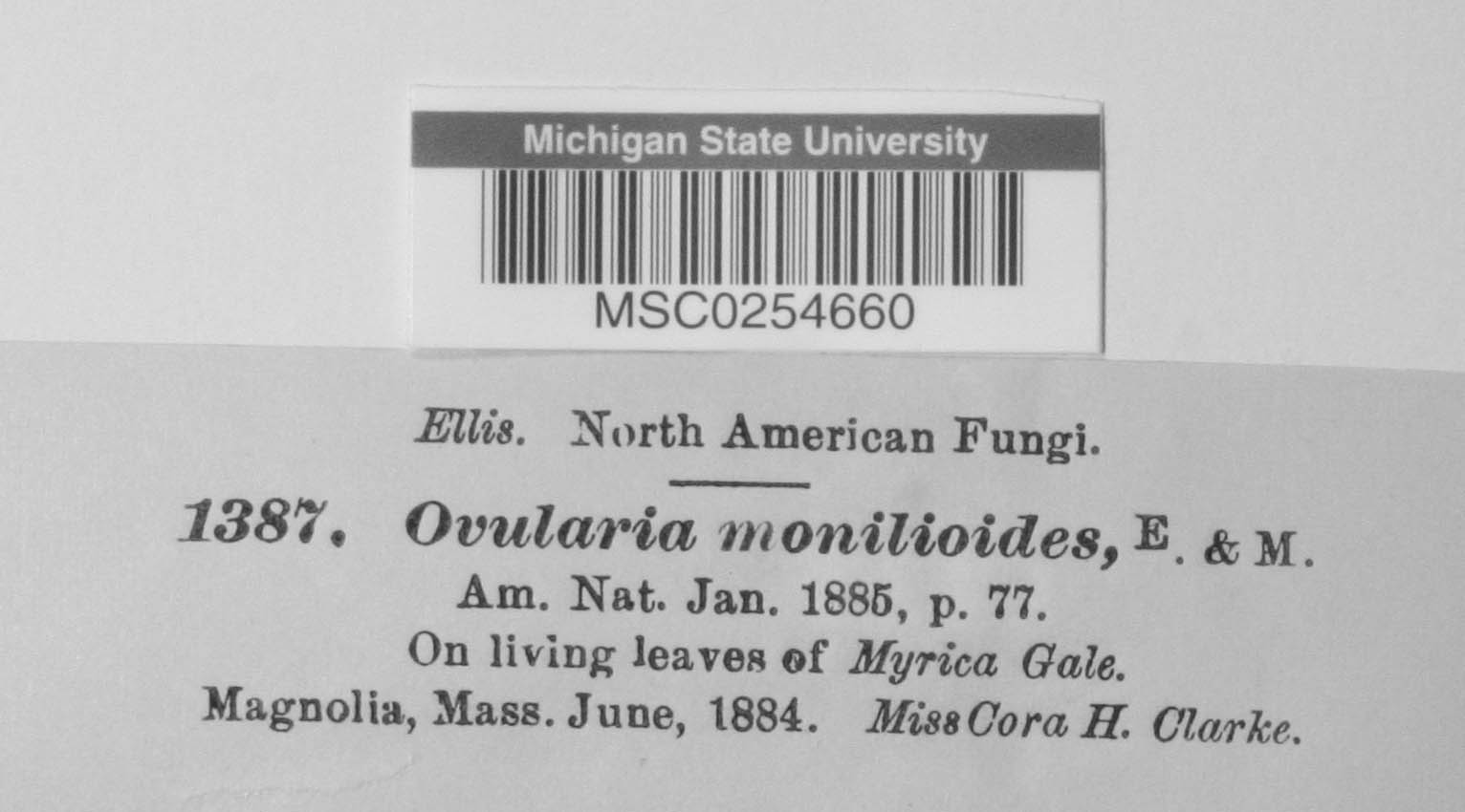 Ovularia monilioides image