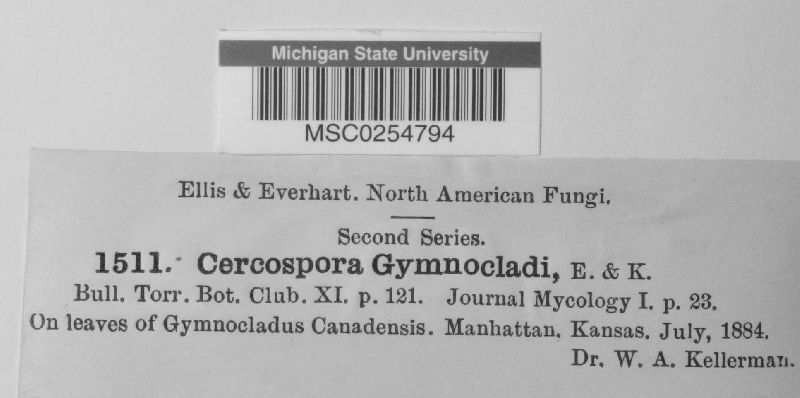 Cercospora gymnocladi image