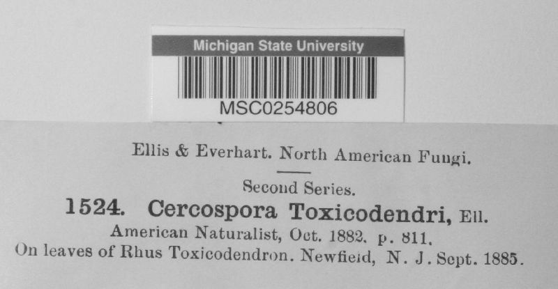 Cercosporella toxicodendri image
