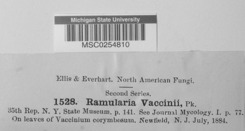 Ramularia vaccinii image