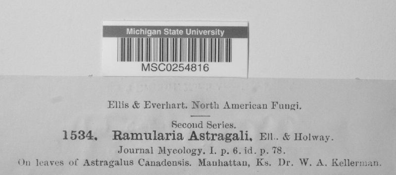 Ramularia astragali image