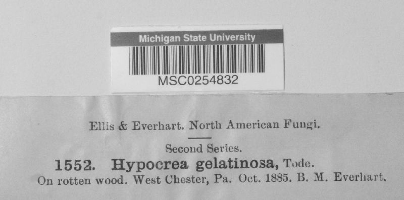 Hypocrea gelatinosa image