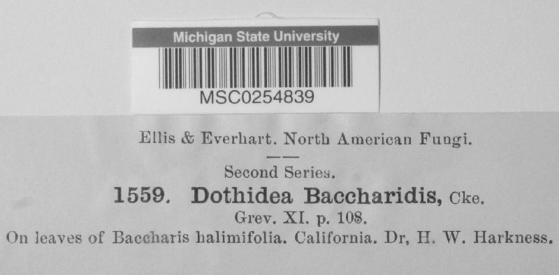 Dothidea baccharidis image