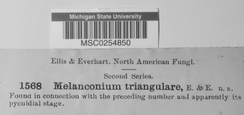 Melanconium triangulare image