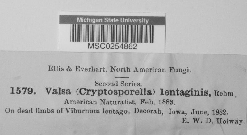 Cryptosporella lentaginis image