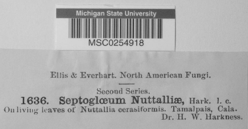 Cylindrosporium nuttalliae image