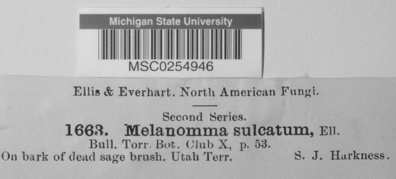 Melanomma sulcatum image