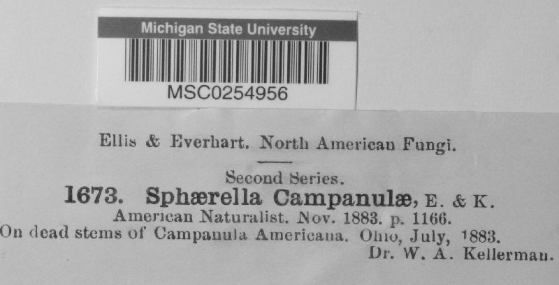 Sphaerella campanulae image
