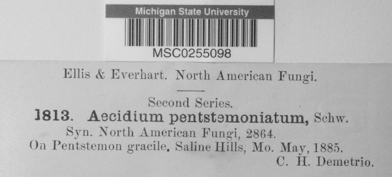 Aecidium pentastemoniatum image
