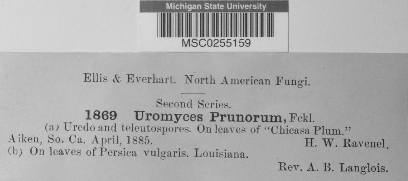 Uromyces prunorum image