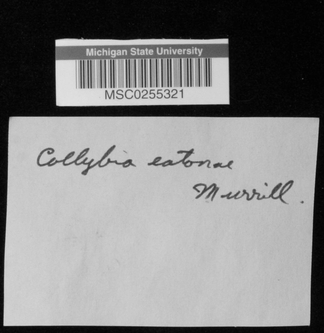 Collybia eatonae image