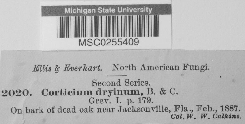 Crustoderma dryinum image