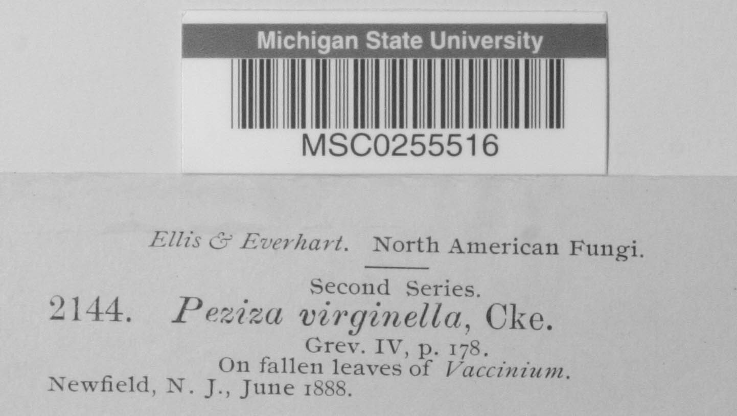 Peziza virginella image