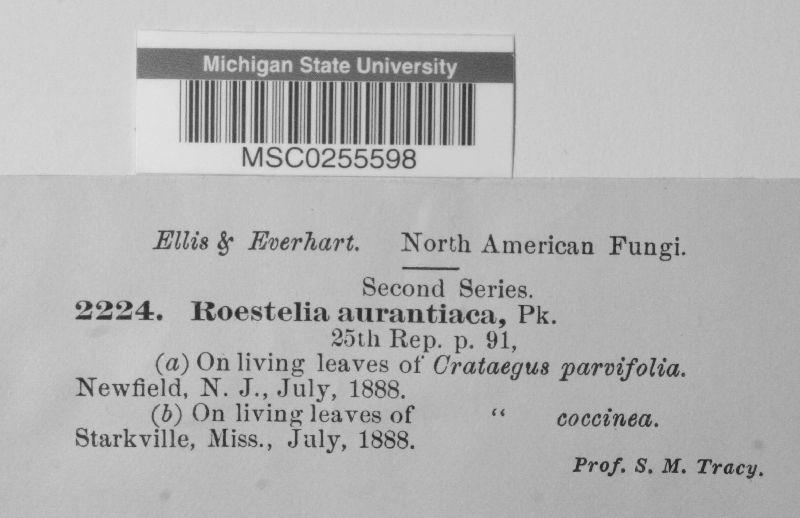 Roestelia aurantiaca image