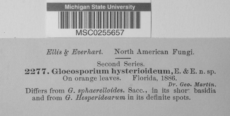 Gloeosporium hysterioideum image