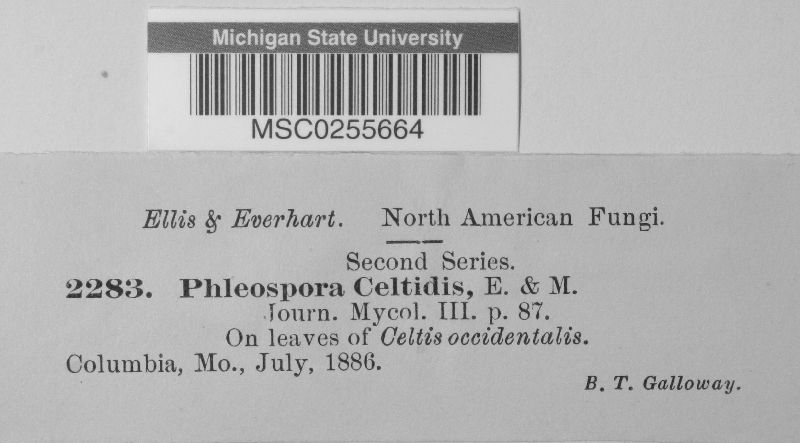 Phloeospora celtidis image