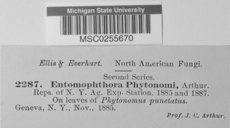 Entomophthora phytonomi image