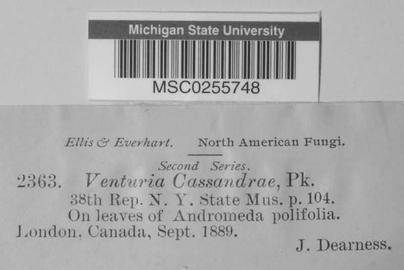 Venturia cassandrae image