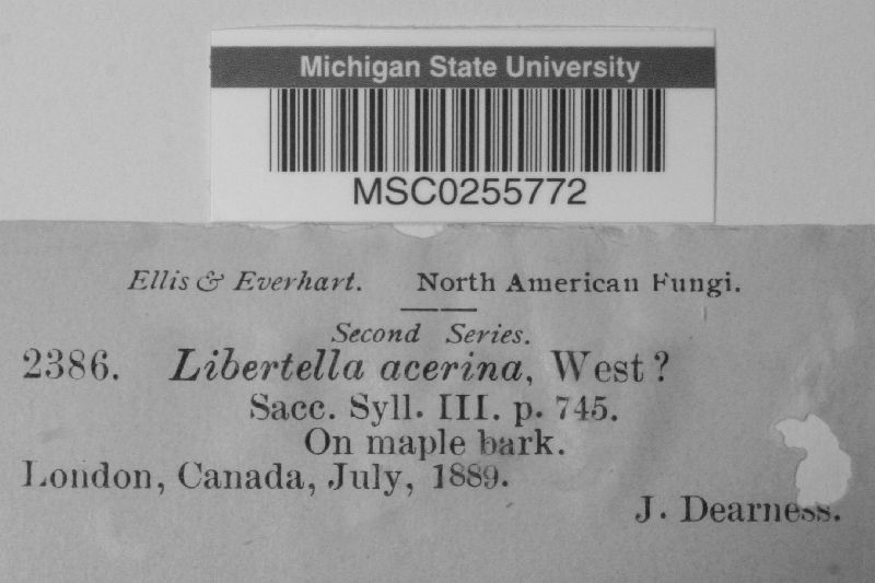 Libertella acerina image