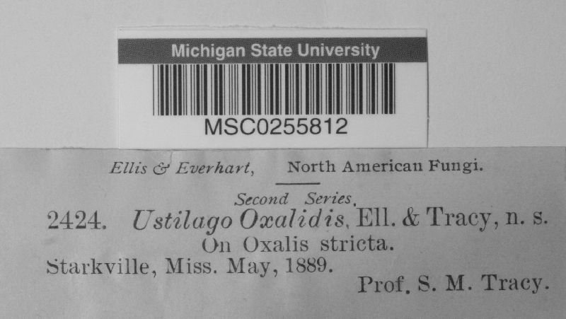 Thecaphora oxalidis image